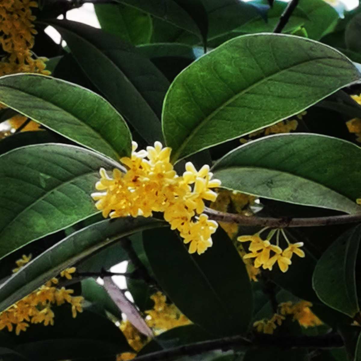 中秋節由來介紹簡短_中秋節的由來簡短介紹30字_中秋節由來簡介10字