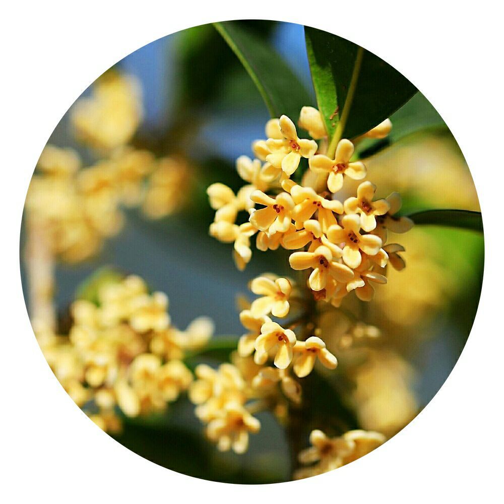 中秋節由來介紹簡短_中秋節的由來簡短介紹30字_中秋節由來簡介10字