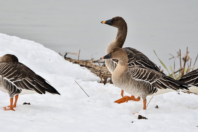 河南臨床醫(yī)學排名_臨床醫(yī)學河南省排名_河南臨床專業(yè)排名