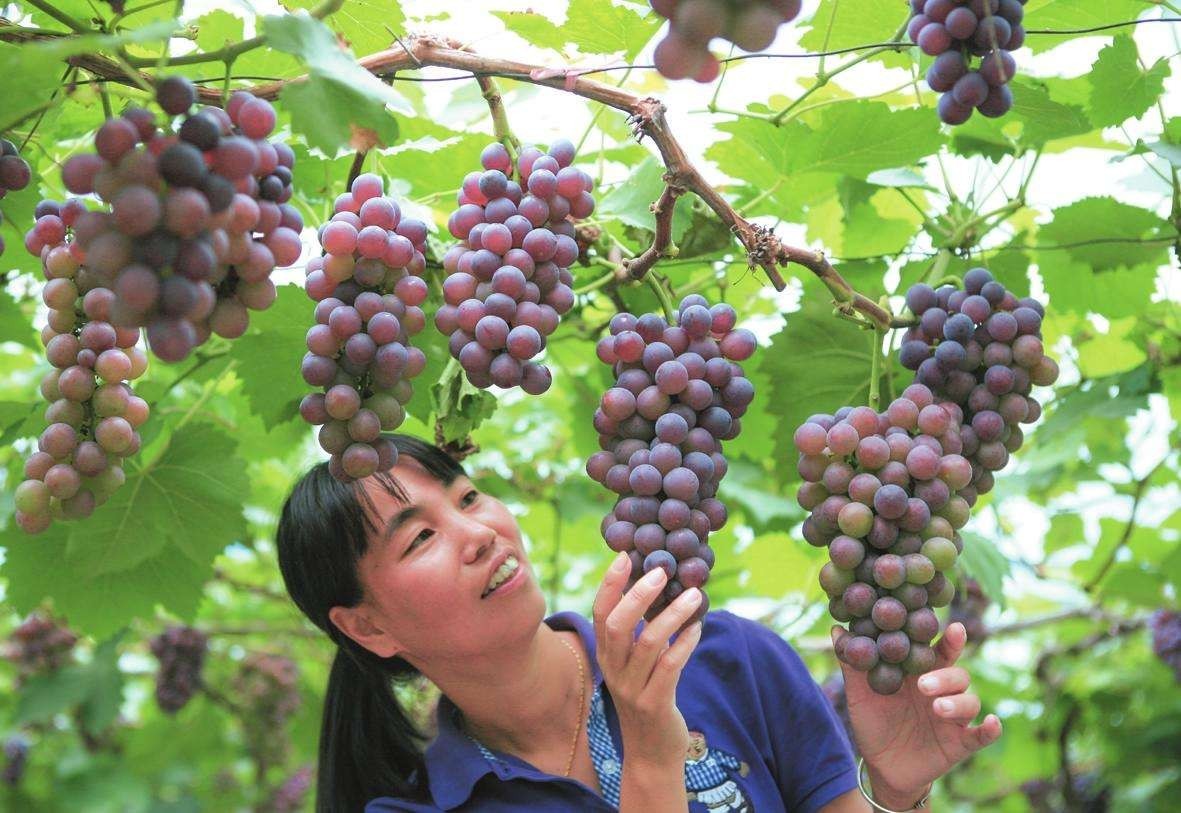 云渡古鎮在哪里_云附古渡口校區_云渡古城