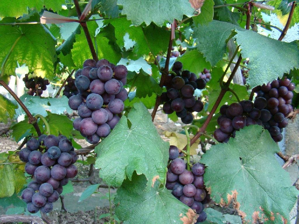 云附古渡口校區_云渡古鎮在哪里_云渡古城