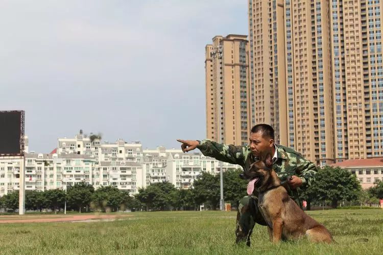 重慶銀利寵物美容學校_重慶寵物美容培訓學校排名_重慶銀利寵物學校學費