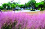 石獅環(huán)灣生態(tài)公園內(nèi)粉黛亂子草盛放