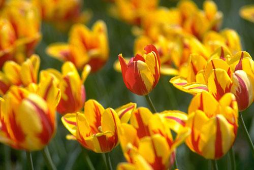 加拿大留學高中申請條件_雅思6.5能申請什么學校_加拿大高中留學要求