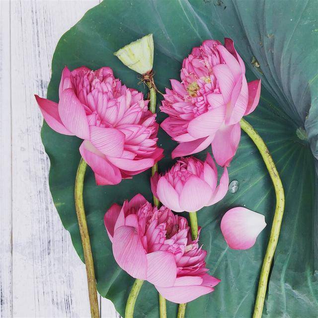 夏天景色的詩句_夏至詩詞_元稹夏至詩