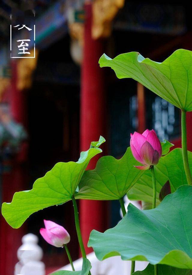 元稹夏至詩_夏天景色的詩句_夏至詩詞